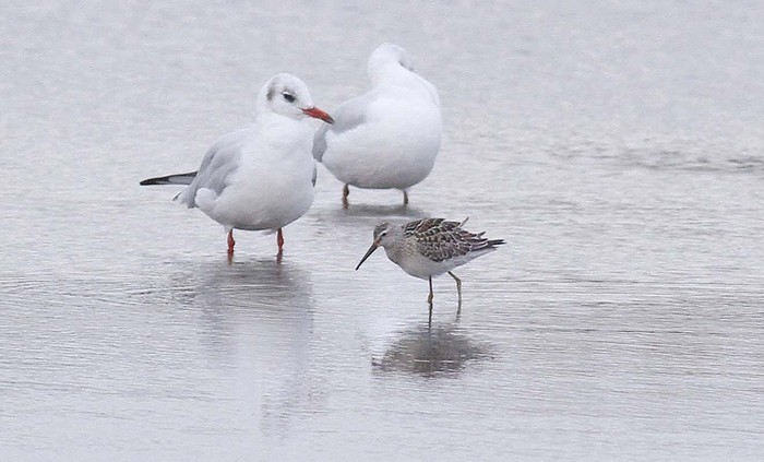 Stilt Sandpiper