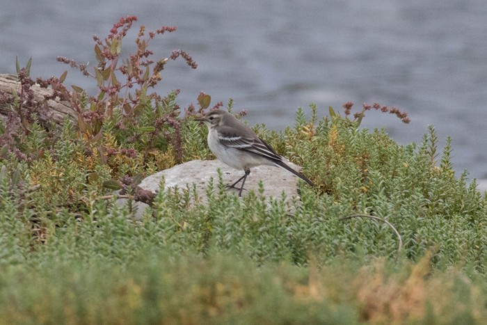 Citrine Wagtail