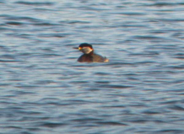 Red-necked Grebe