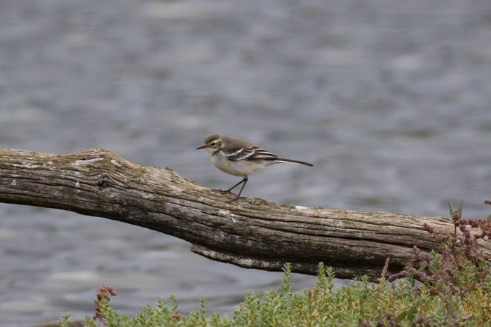 Citrine Wagtail