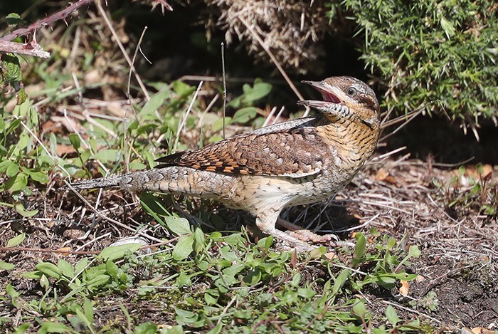 wryneck
