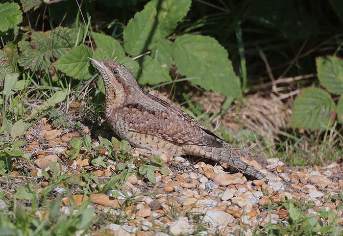 Wryneck