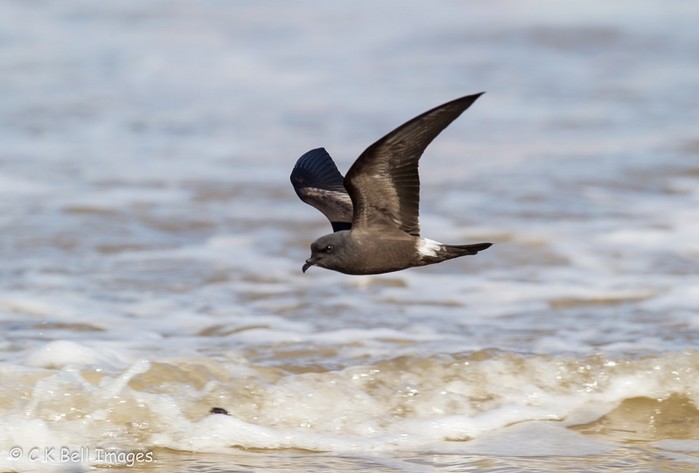 Leach's Petrel