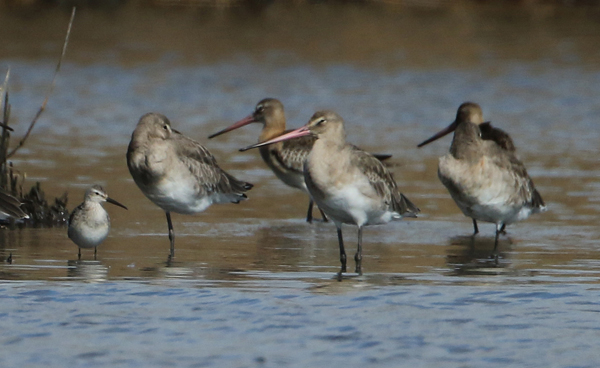 Stilt Sandpiper