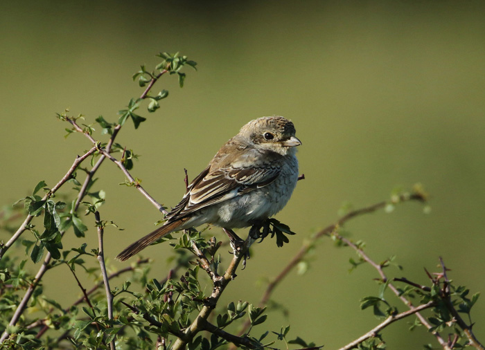 Woodchat Shrike