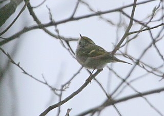 Pallas's Warbler