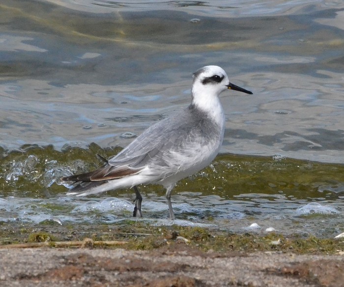 Grey Phalarope