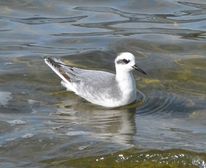 Grey Phalarope