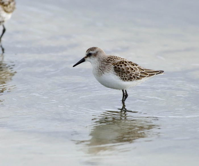 Semipalmated Sandpiper