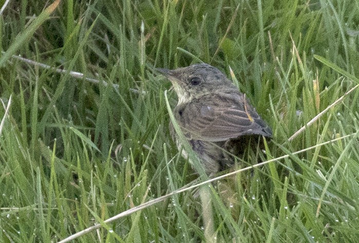 Lanceolated Warbler