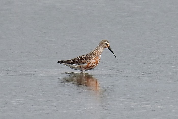 Curlew Sandpiper