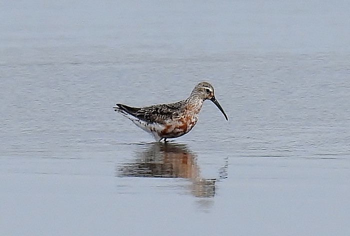 Curlew Sandpiper