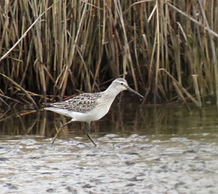 Stilt Sandpiper