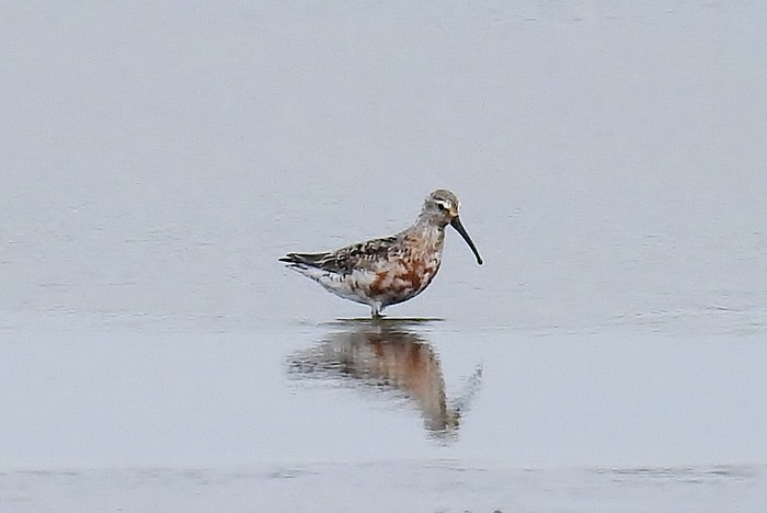 Curlew Sandpiper