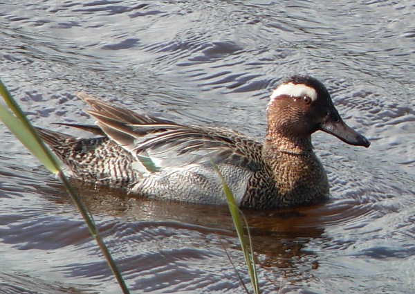 Garganey