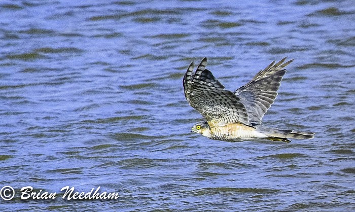 Sparrowhawk