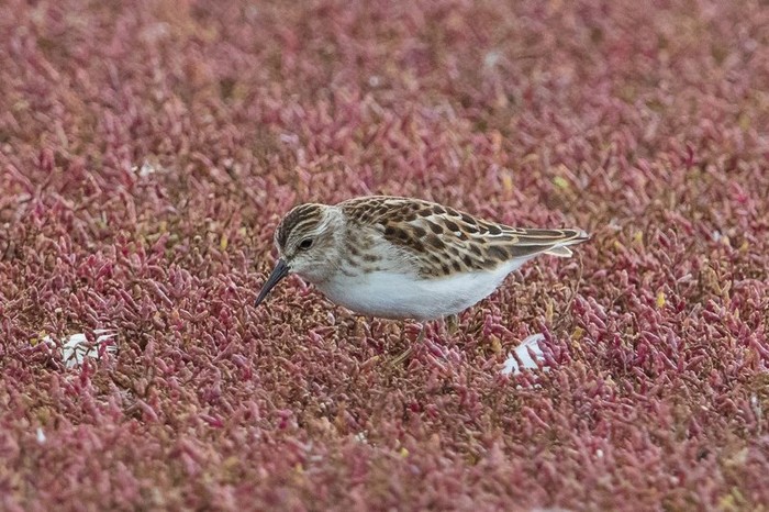 Least Sandpiper