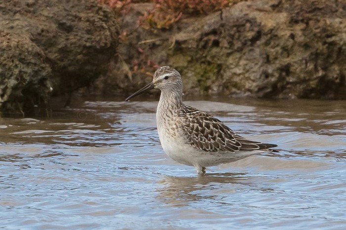Stilt Sandpiper