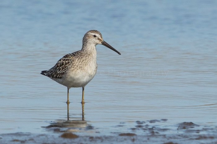 Stilt Sandpiper