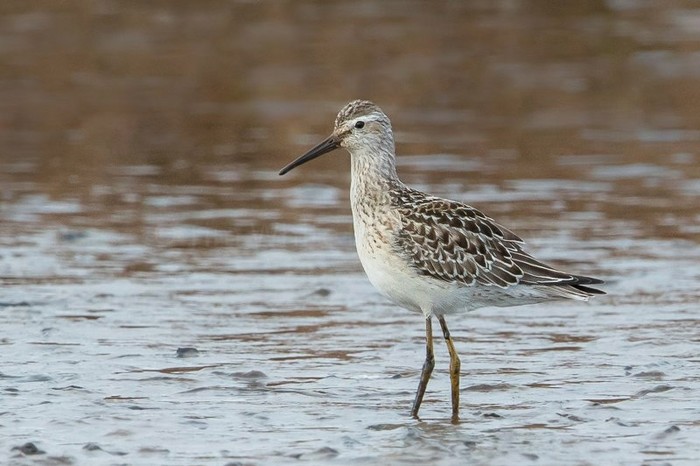 Stilt Sandpiper