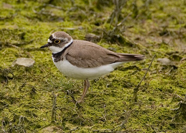 Little Ringed Plover