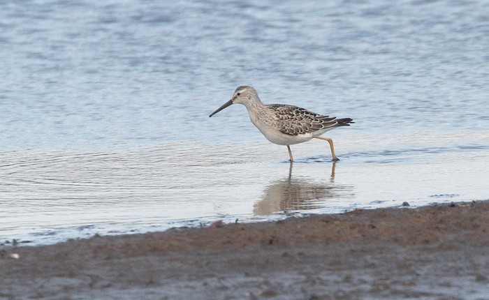 Stilt Sandpiper
