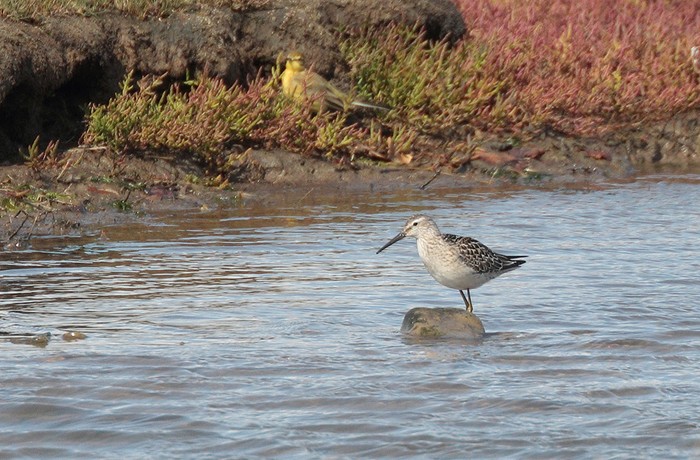 Stilt Sandpiper