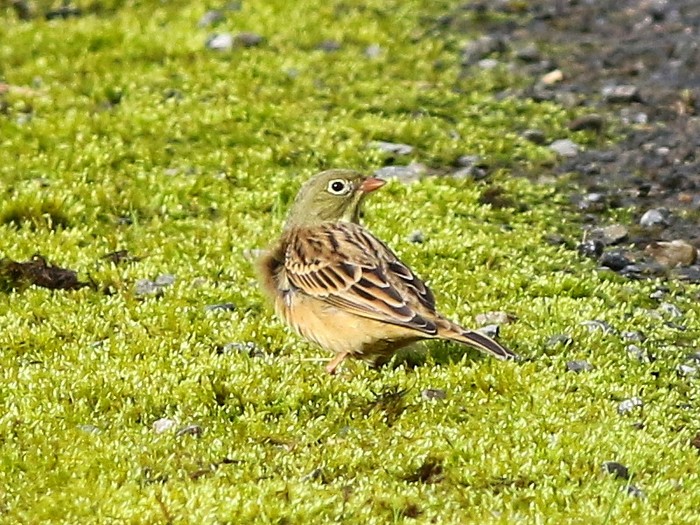 Ortolan Bunting