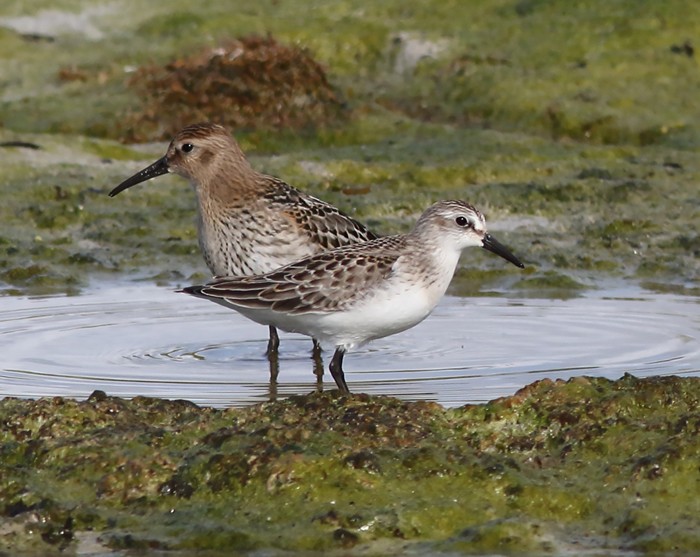 Semipalmated Sandpiper