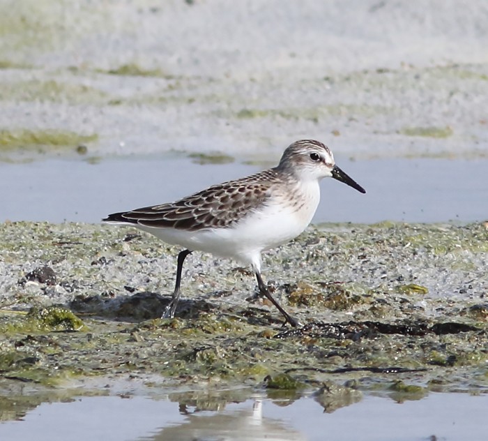 Semipalmated Sandpiper