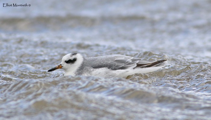 Grey Phalarope