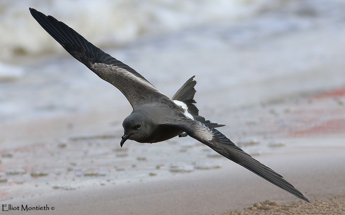 Leach's Petrel