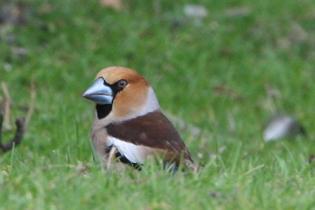 Hawfinch