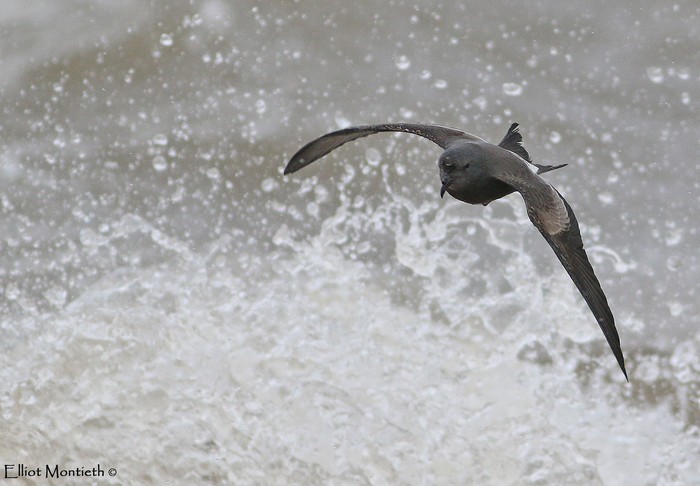 Leach's Petrel