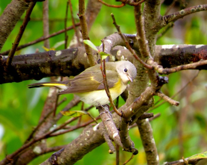 American Redstart