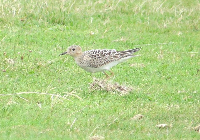 Buff-breasted Sandpiper