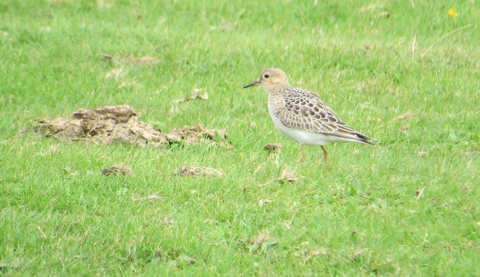 Buff-breasted Sandpiper
