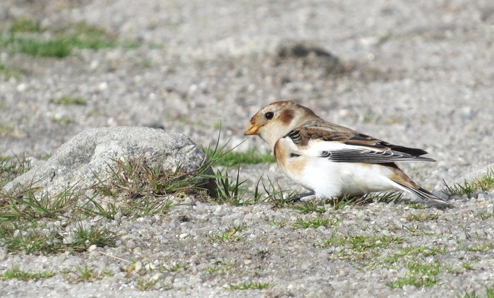 Snow Bunting