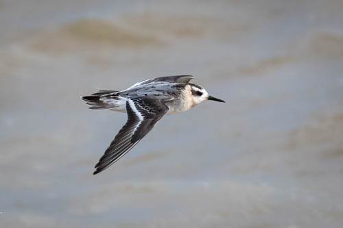 Grey Phalarope
