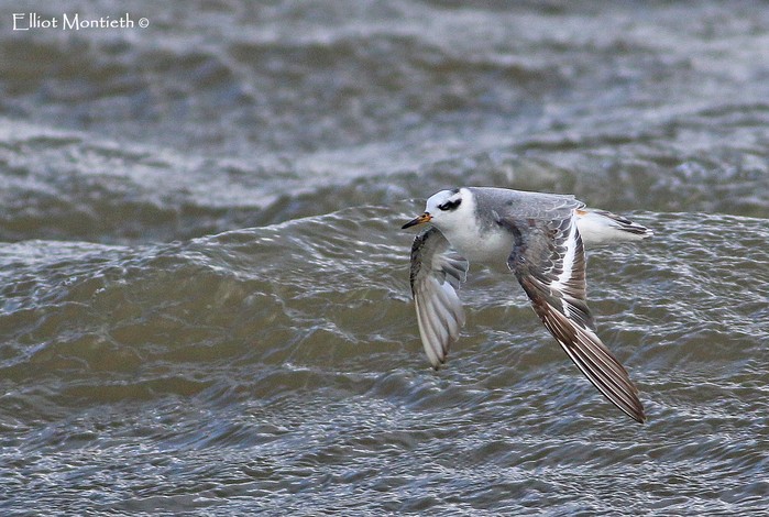 Grey Phalarope