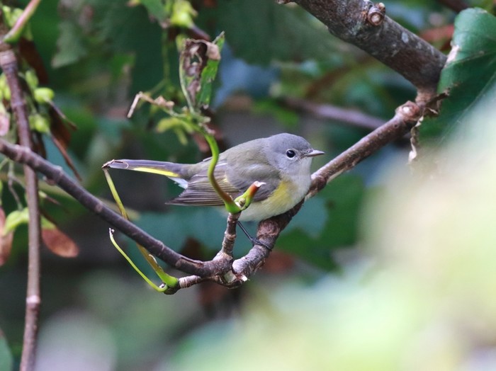 American Redstart
