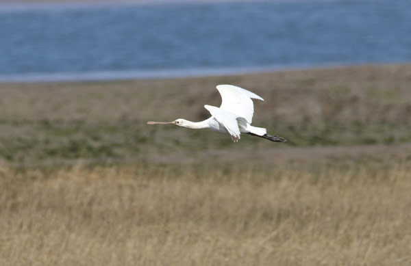 Spoonbill
