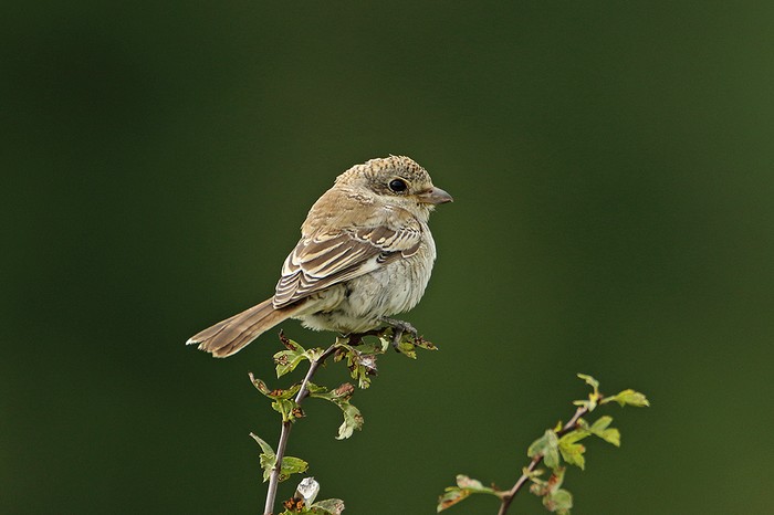Woodchat Shrike