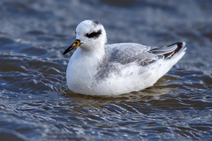 Grey Phalarope