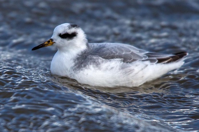 Grey Phalarope