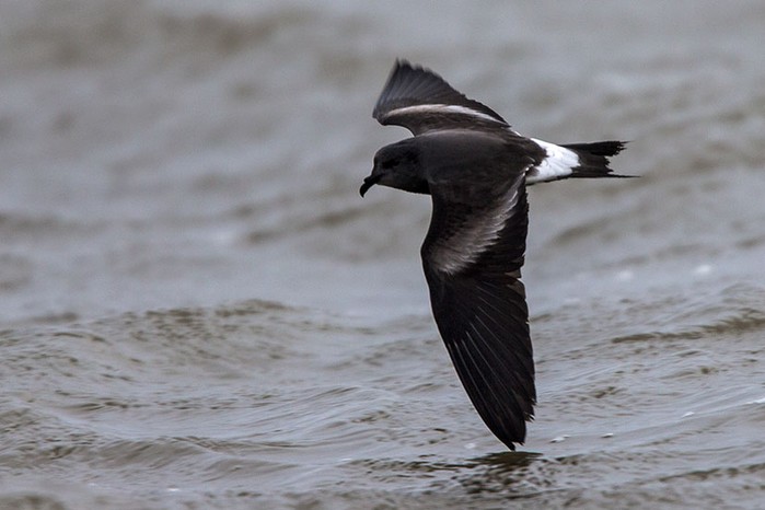 Leach's Petrel