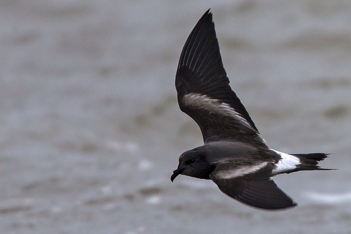 Leach's Petrel