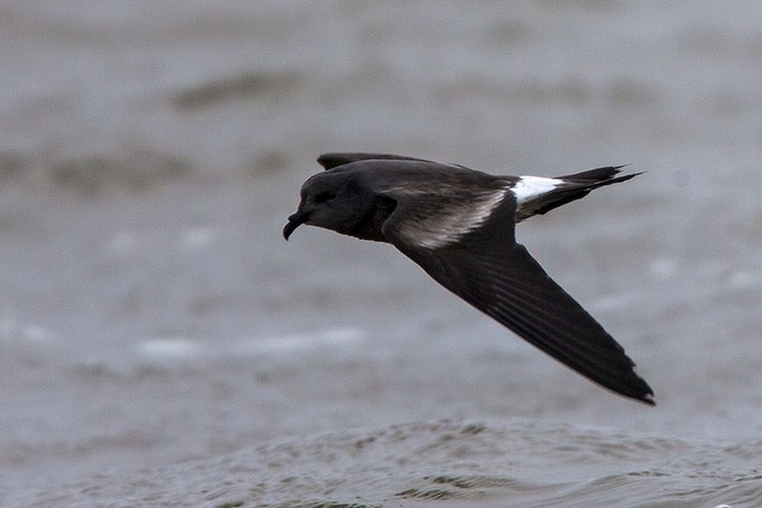 Leach's Petrel