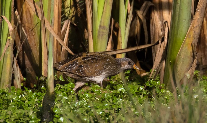 Spotted Crake
