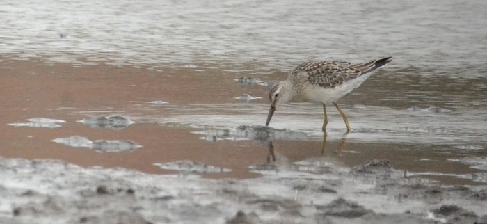 Stilt Sandpiper
